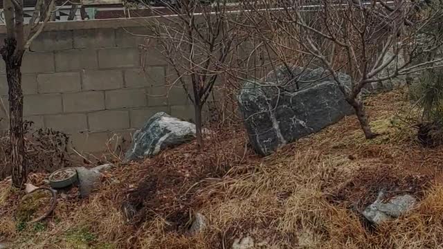 A cat climbed up a tree avoiding Jindo dogs in Korea