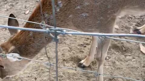 Feeding to baby deer