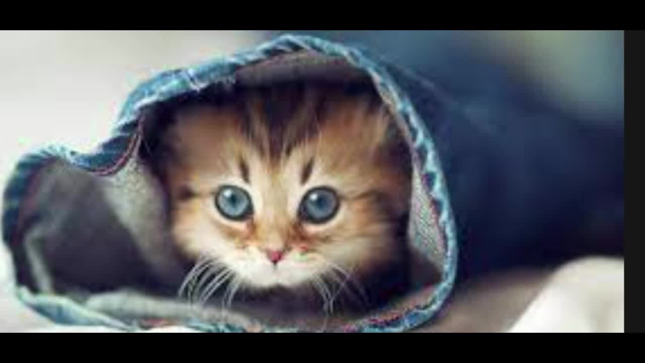 cute cat videos