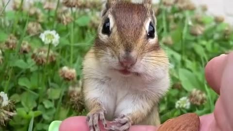 A chipmunk eats an almond for the first time in its life.