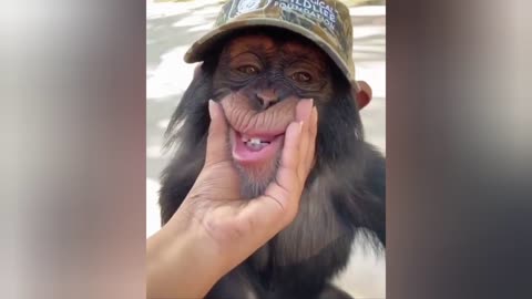 #monkey_#funnyanimals_#funny