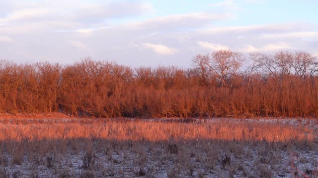 SOUNDS OF THE RUSSIAN VILLAGE. In the winter of 2022, birds singing, dogs barking, the voices