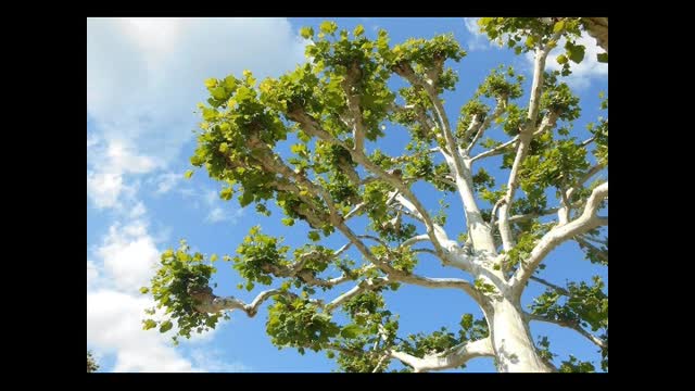 When The Sycamore Grew by R. Doyle