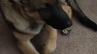 Guilty Dog Busted, Gives Owner Priceless Reaction