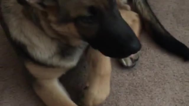 Guilty Dog Busted, Gives Owner Priceless Reaction