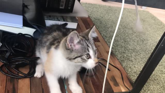 Clip of cat playing