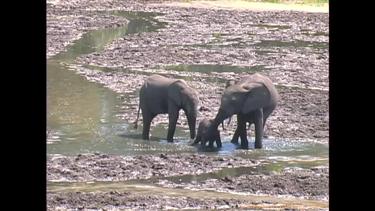 Baby elephant learn to drink