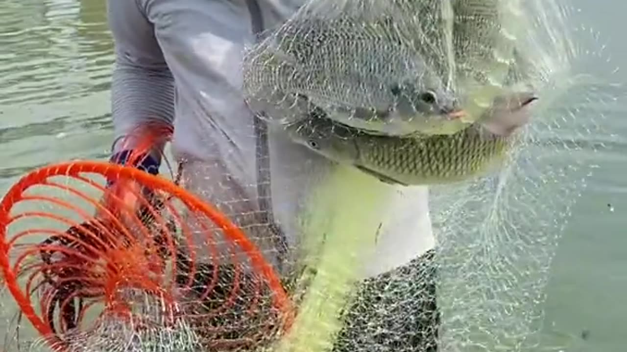 Net fishing videos on river