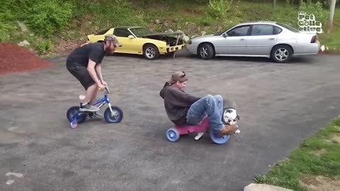 Funny pet video compilation
