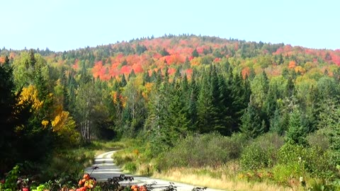 Fall Foliage