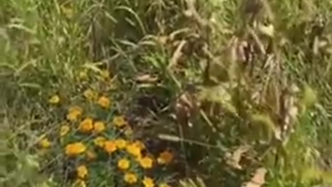 Farmer Claims Aluminium in Our Soil is 5x 10x that of Last Year