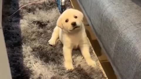 Cute puppy want to eat something