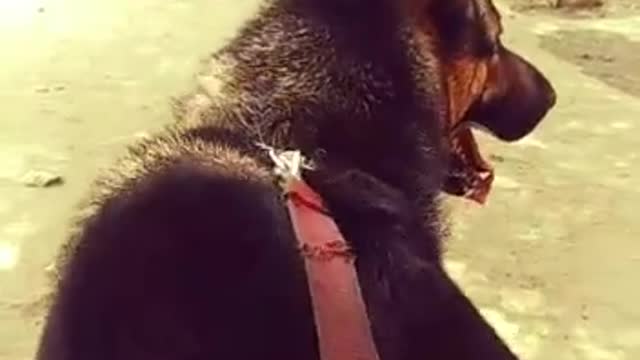 Dog lovers video funny dog video-cute video-sweet dog video