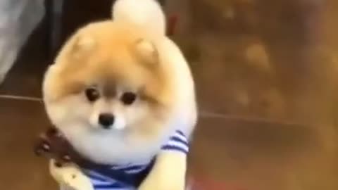 Let Play Guitar With Me | Funny Cute Puppy