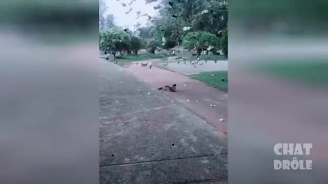 Funny and cute cat in funny and silly situations