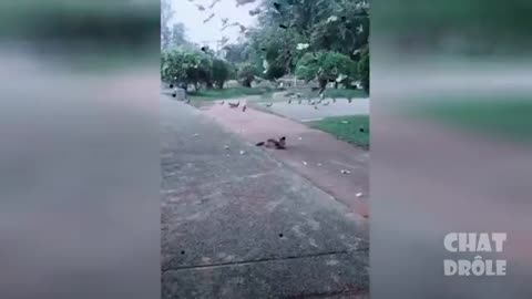 Funny and cute cat in funny and silly situations