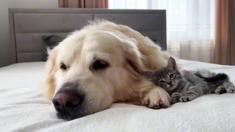 Funny dog & cat video# dog &cat videos # dog video#