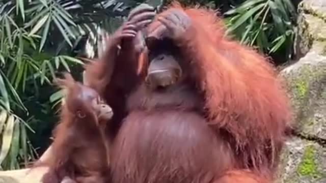 Woman Drops Her Sunglasses In Orangutan Closure , Watch What It Does Next!