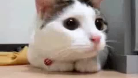 Funny Cat Dances Techno