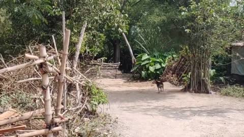 Wow Nice!!! Fake Tiger Prank Dog Run So New Funny Video Pranks 2021