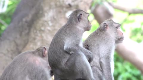 Monkey being familiar with living beside human being/ went viral