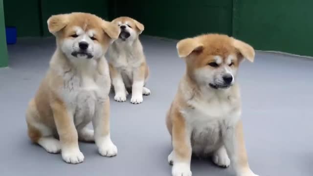 Labrador puppy Learning and performing training dog