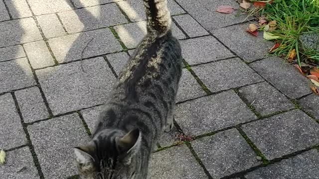 Tiffi, little cat comes to me