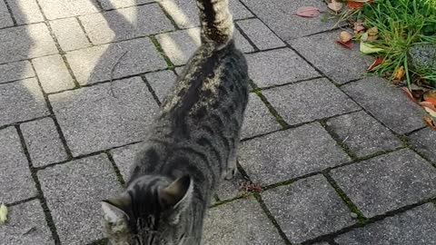Tiffi, little cat comes to me