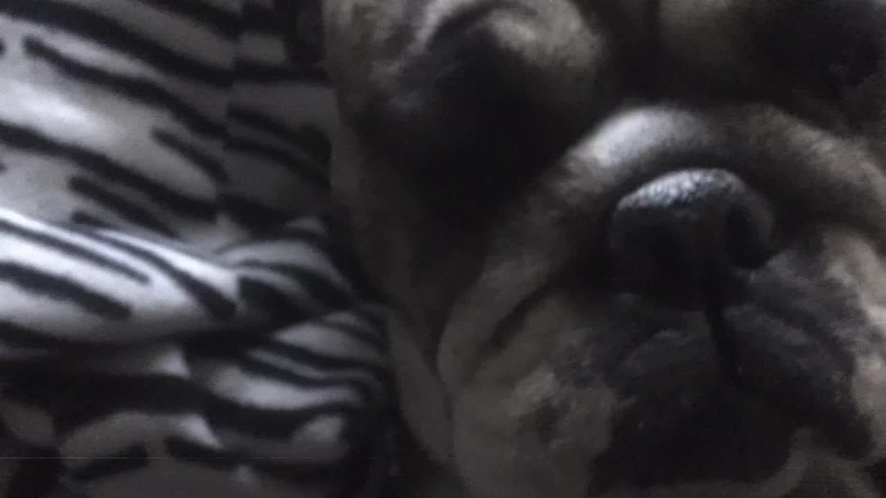 English Bulldog snorts while getting scratched