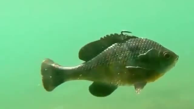 This is a beautiful and charming water-dwelling species