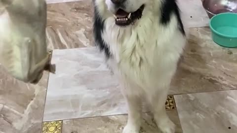 Hungry dog ​​feed him pigeons