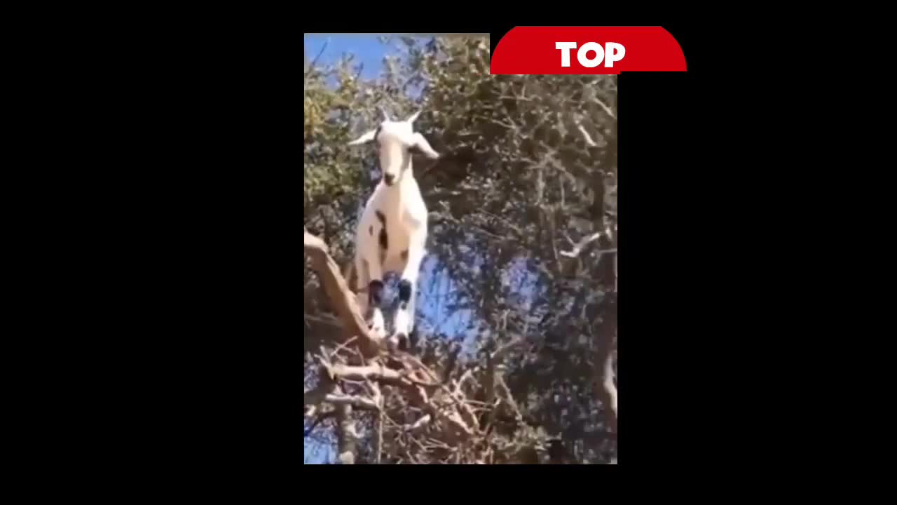 🦁 Funniest Animals 🐼 - Try Not To Laugh 🤣