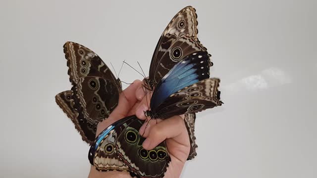 Big Beautiful Butterflies