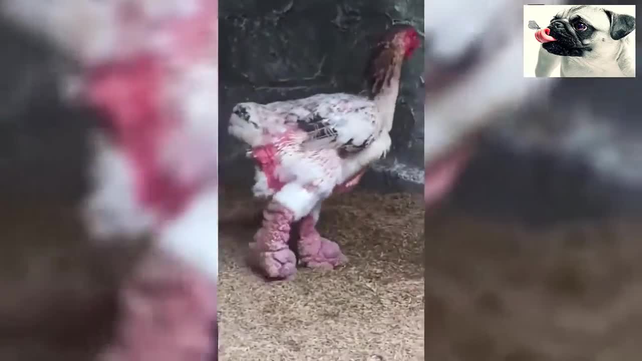 Funny Chickens Try Not To Laugh - Funniest Animals Videos 2020