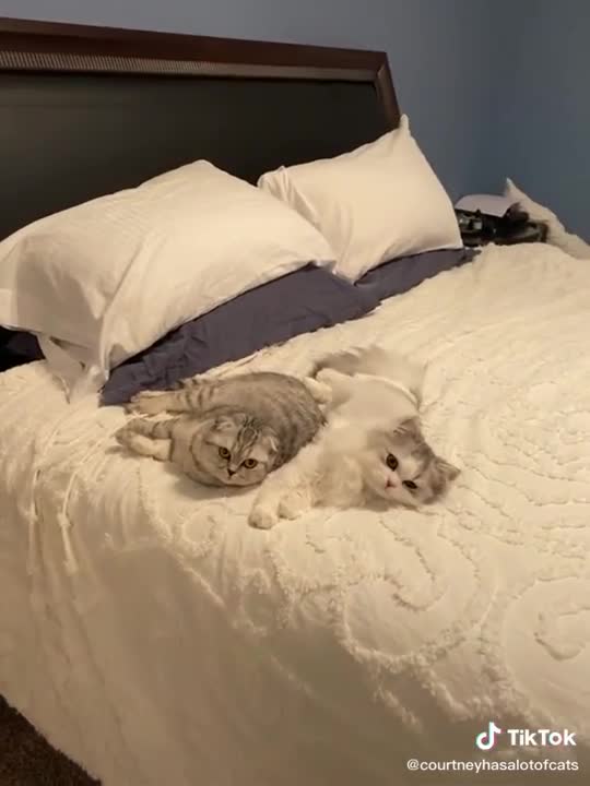 Cats are so cute and funny