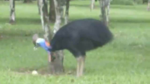 Giant bird has impressively high vertical jump