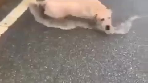 Looks fun dog