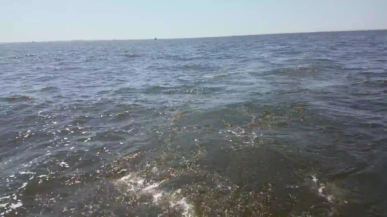 Catching Bait in Chesapeake Bay