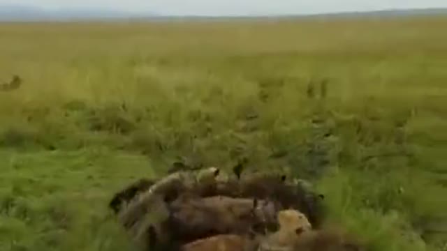 Pack of hyenas attacked a lioness