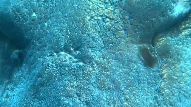 close-up-video-of-a-fish-in-aquarium
