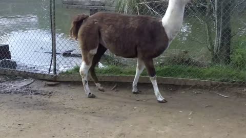 Llama Spits In Kids Face