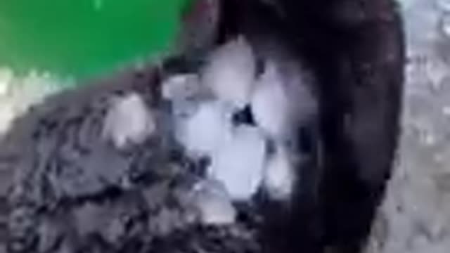 The best funny animals in the world surprising us