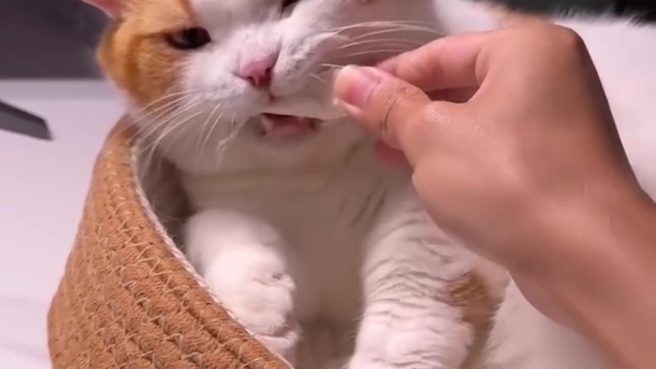 The most beautiful rare clip of a beautiful cat