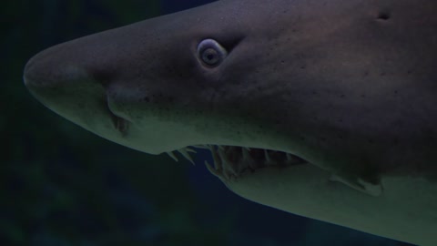 Shark diving in aquarium video