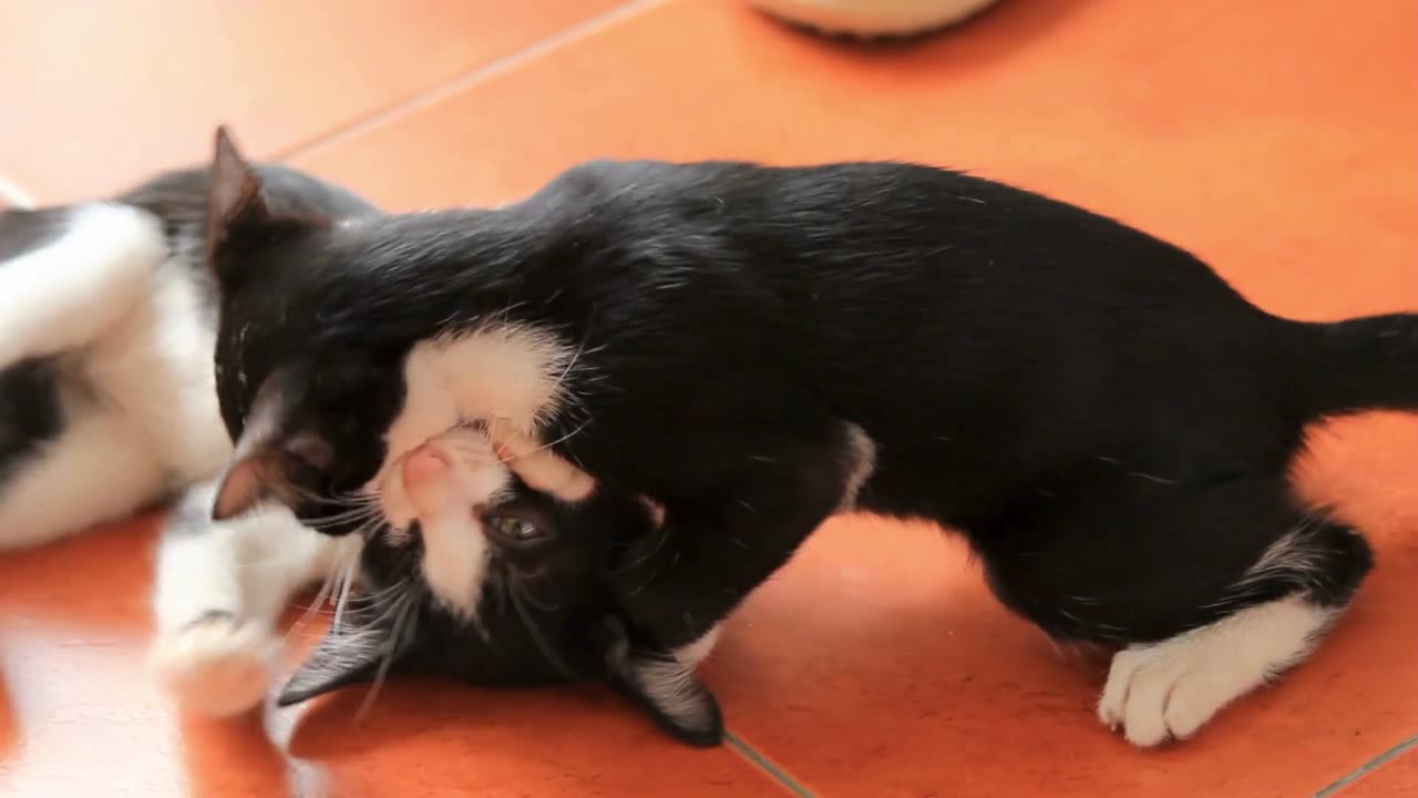 kittens played