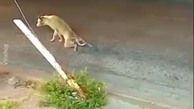 This Dog is Disabled is so very Funny