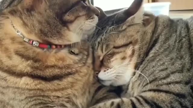 Cat love