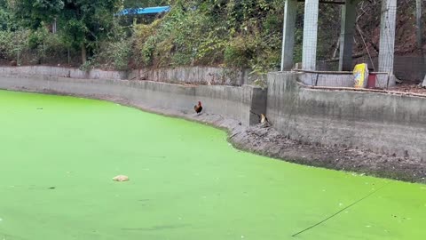 Chicken crossing a still water.
