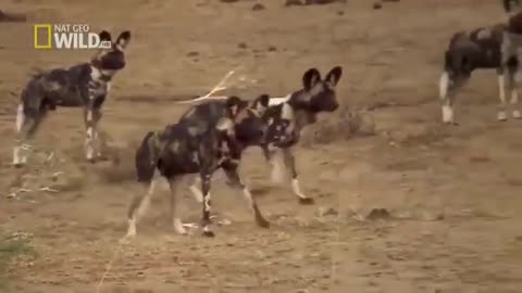 National Geographic documentary-wild dogs in Africa( they create their borders by peeing) #wildlife