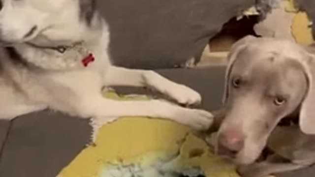 We saved him - we dug a hole